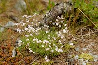 Alpine Gypsophila; Kruipend Gipskruid; Gypsophila repens