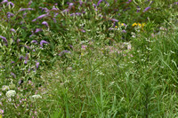 Akkerdoornzaad; Spreading Hedge-parsley; Torilis arvensis