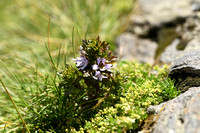 Alpen ogentroost; Euphrasia alpina