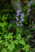 Alpenbalsem; Fairy Foxglove; Erinus alpinus