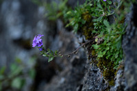 Alpenbalsem; Fairy Foxglove; Erinus alpinus