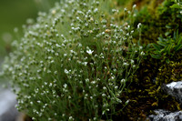 Alpenhoornbloem; Alpine mouse-ear; Cerastium alpinum