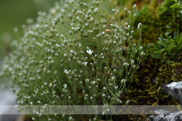 Alpenhoornbloem; Alpine mouse-ear; Cerastium alpinum