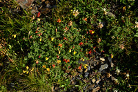 Alpenrolklaver; Lotus alpinus; Lotus corniculatus subsp. Alpinus
