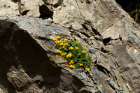 Alpenrolklaver; Lotus alpinus; Lotus corniculatus subsp. Alpinus