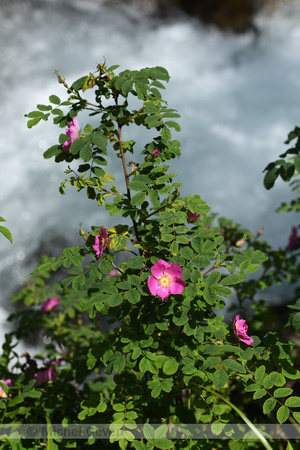 Alpenroos; Alpine rose; Rosa pendulina