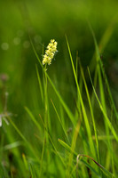 Alpine asphodel; Tofieldia calyculata