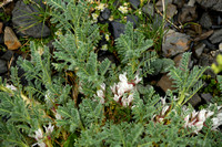 Astragalus sempervirens subsp.Catalaunicus