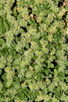 Behaard breukkruid; Hairy Rupturewort; Herniaria hirsuta