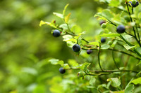 Blauwe bosbes; Billberry; Vaccinium myrtillus