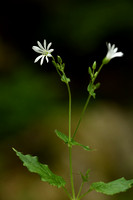 Bosmuur; Wood Stichwort; Stellaria nemorum