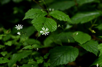Bosmuur; Wood Stichwort; Stellaria nemorum