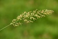 Breed fakkelgras; Crested Hair-grass; Koeleria pyramidata