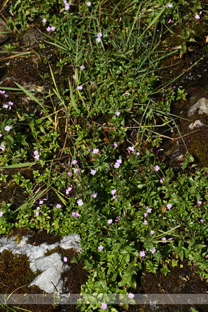 Chickweed Willowherb; Epilobium alsinifolium