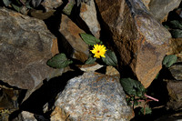 Crepis pygmaea