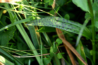Dactylorhiza alpestris