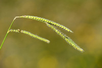 Dallisgrass; Paspalum dilatatum