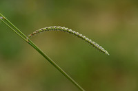 Dallisgrass; Paspalum dilatatum