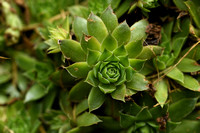 Donderblad; House-leek; Sempervivum tectorum