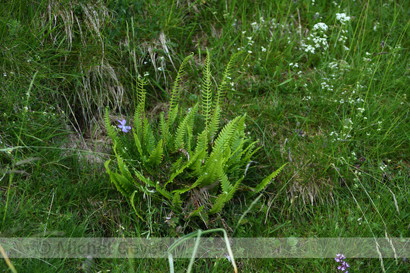 Dubbelloof; Deer fern; Struthiopteris spicant