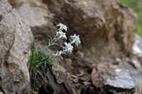 Edelweiss; Leontodpodium nivale