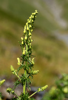 Gele monninkskap; Wolfsbane; Aconitum vulparia
