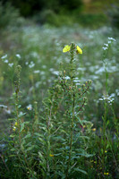 Gestreepte teunisbloem; Intermediate Evening-Primrose;  Oenothera x fallax