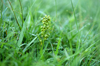 Groene nachtorchis; Frog Orchid; Dactylorhiza viridis