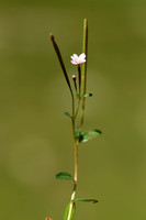 Heuvelbasterdwederik; Epilobium collinum
