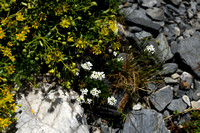 Hornungia alpina