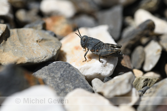 Iberian band-winged grasshopper; Oedipoda coerulea