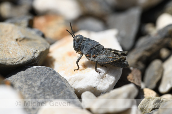 Iberian band-winged grasshopper; Oedipoda coerulea