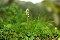 Klein wintergroen; Common Wintergreen; Pyrola minor