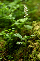 Klein wintergroen; Common Wintergreen; Pyrola minor