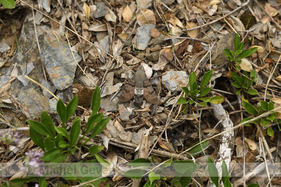 Kolibrievlinder; Humming bird Hawk Moth; Macroglossum stellataru