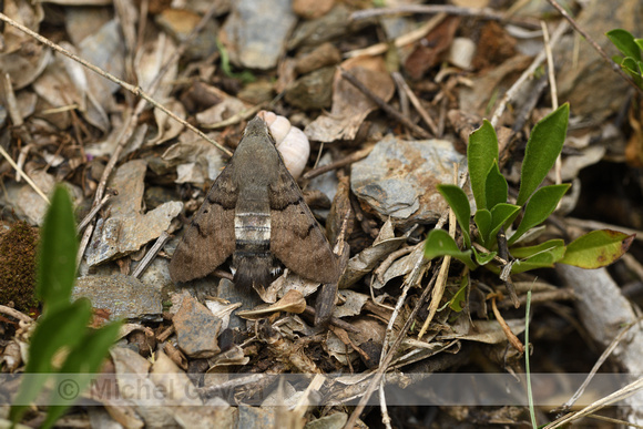 Kolibrievlinder; Humming bird Hawk Moth; Macroglossum stellataru