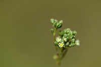 Kransmuur; Four-leaved Allseed; Polycarpon tetraphyllum