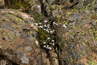 Kruipend gipskruid; Alpine Gypsophila; Gypsophila repens