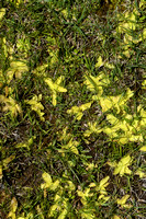 Large flowered Butterwort; Pinguicula grandiflora