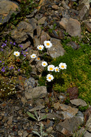 Leucanthemopsis alpina subsp. Alpina