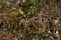 Omgebogen vetkruid; Pink Stonecrop Sedum cepaea