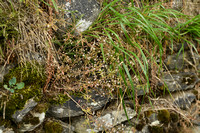 Omgebogen vetkruid; Pink Stonecrop Sedum cepaea