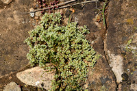 Overblijvende hardbloem; Perennial knawel; Scleranthus perennis