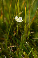 Parnassia; Grass of Parnassus; Parnassia palustris