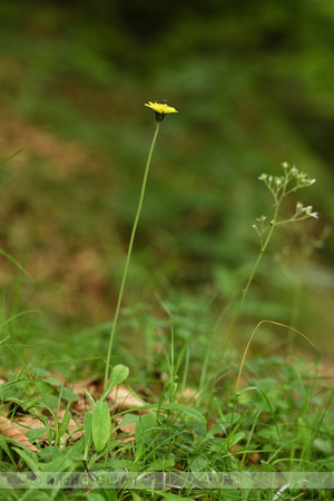 Pilosella lactucella subsp. Nana