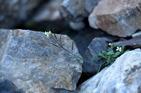 Randjesbloem; Arabis alpina subsp. Caucasica