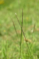 Rattenstaartgras; Giant Parramatta grass; Sporobolus indicus
