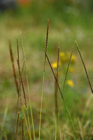 Rattenstaartgras; Giant Parramatta grass; Sporobolus indicus