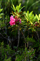 Roestbladdig alpenroosje; Alpenrose; Rhododendron ferrugineum