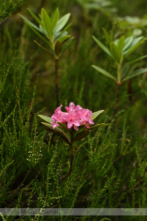 Roestbladdig alpenroosje; Alpenrose; Rhododendron ferrugineum
